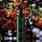GreenUS Essential Leave-In Conditioner 150ml